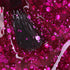 Gel Polish • 788 Pink Passion (semi-transparent) • 21FREE • The Gel Collection™